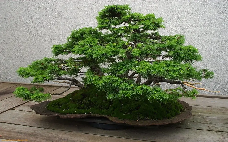  Extremely beautiful wallpaper of a bonsai tree with beautiful green leaves 