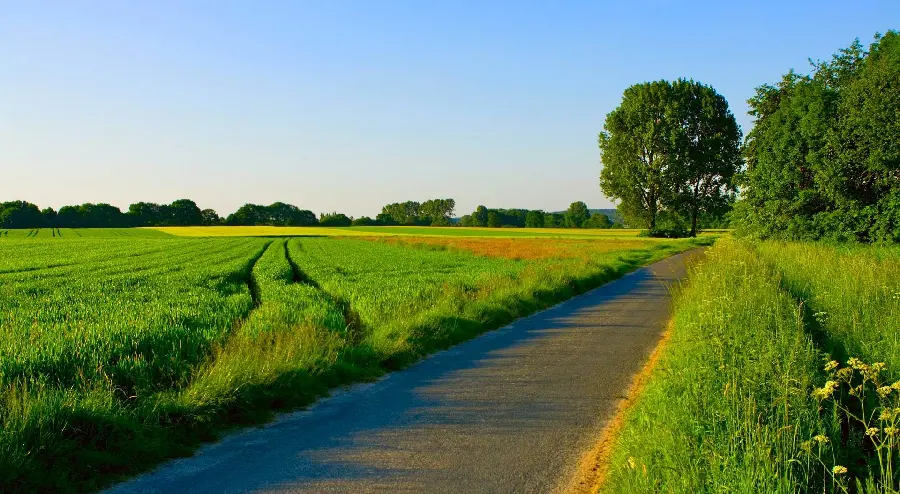 High quality file of a green and beautiful forest road in the summer for whatsapp status