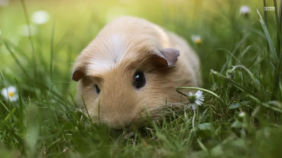 Amazing and interesting background of a guinea pig with small ears