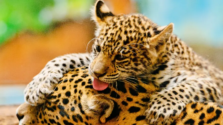 A very beautiful and spectacular photo of two small and cute cheetahs 