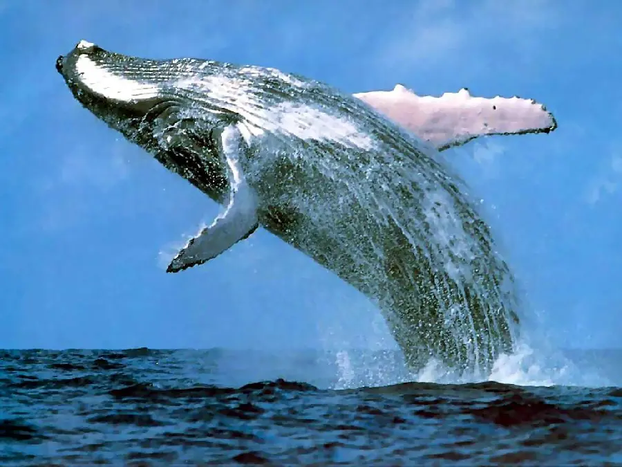 Amazing photo of a whale diving into the water