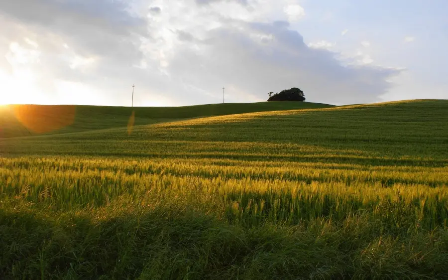 Beautiful and pleasant background of a green plain with high quality