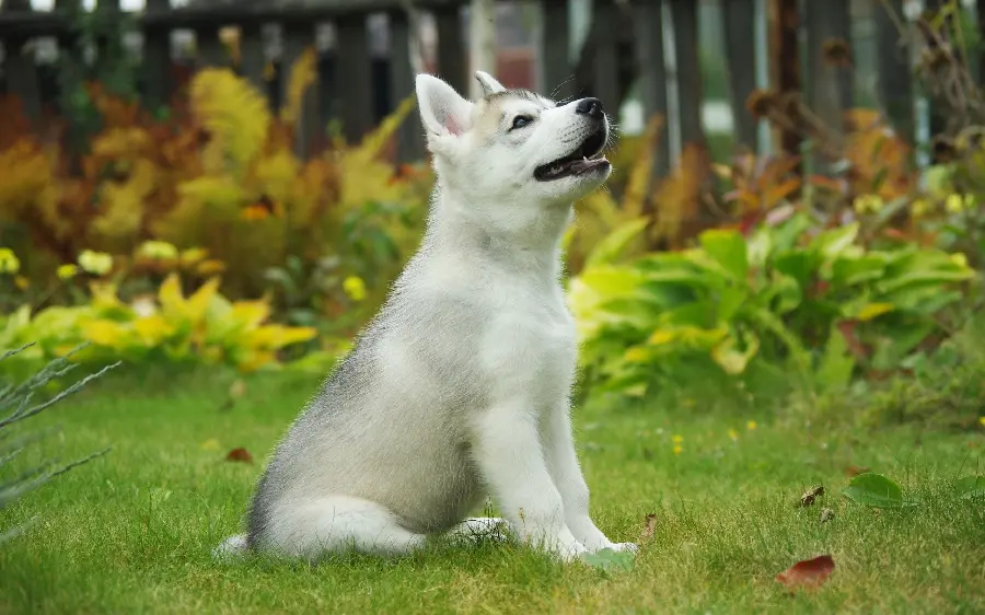  A beautiful photo of a white husky standing in a dreamy nature 