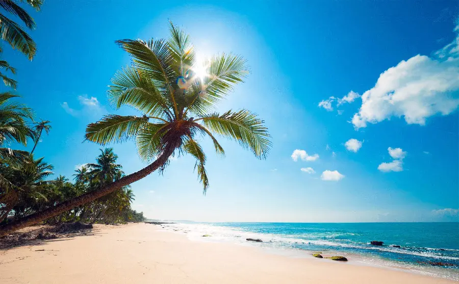 Photo of palm trees in the tropical climate of Frazione Island in the Seychelles Indian Ocean