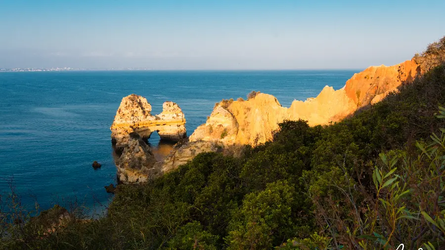 A beautiful portrait of a forest on the rocks of the endless sea