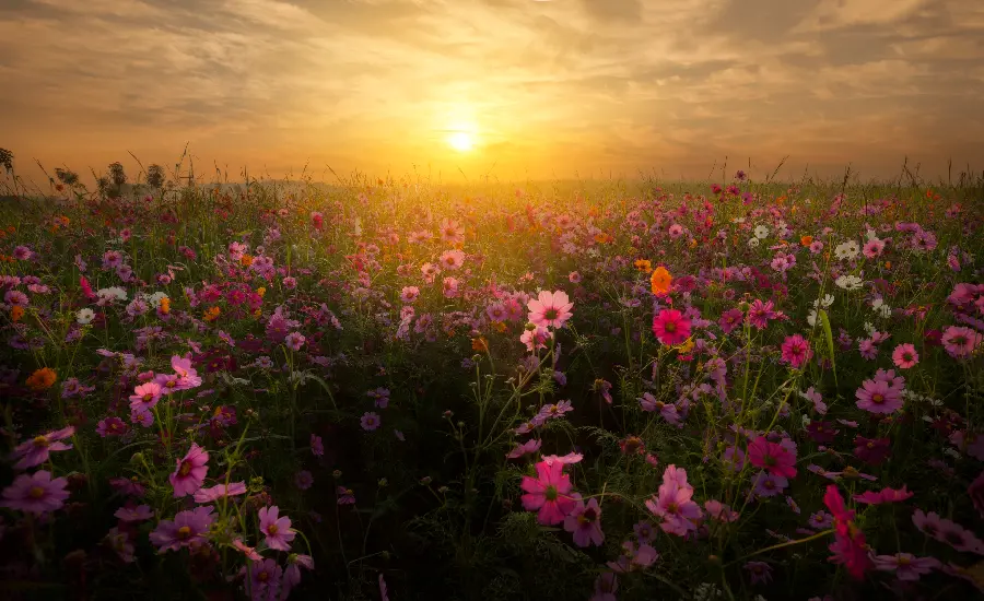 A beautiful stock image of a flower garden full of colorful flowers and sunset