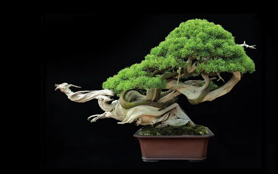 Amazing wallpaper of a bonsai tree with strange and beautiful branches 