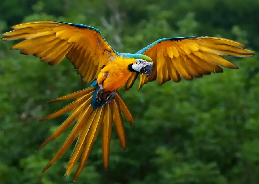 Colorful Casco Bird Wallpaper in Nature Suitable for Computer