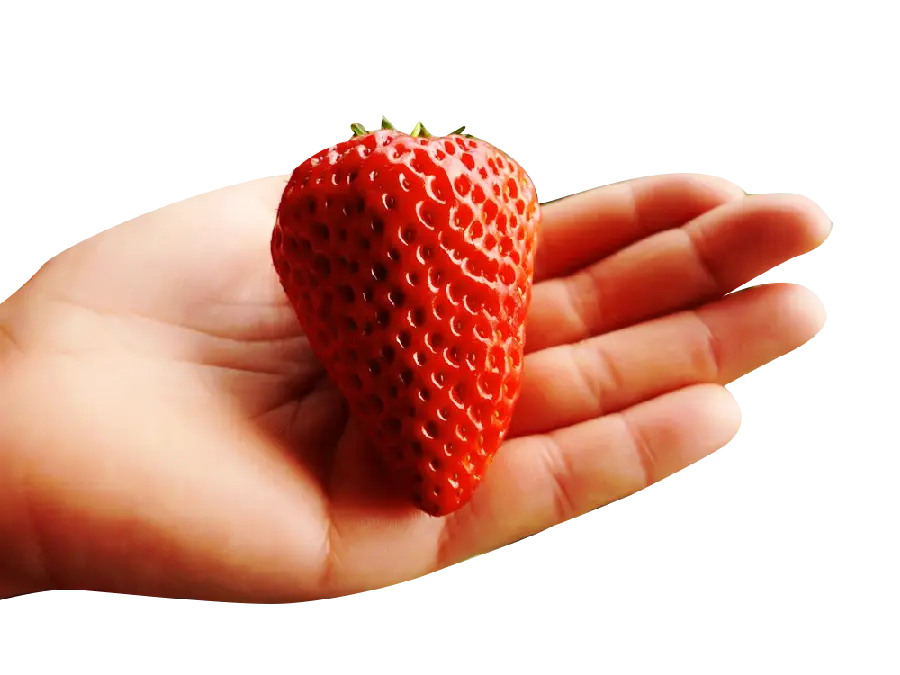 A beautiful photo of a very large and beautiful strawberry in the hand in PNG format