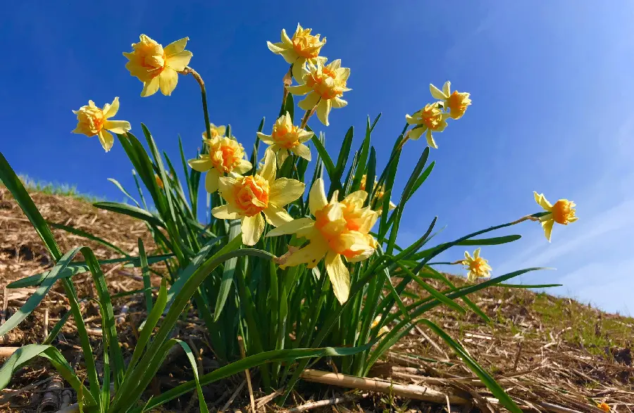 Download free image of beautiful narcissus flower suitable for tablet wallpaper 