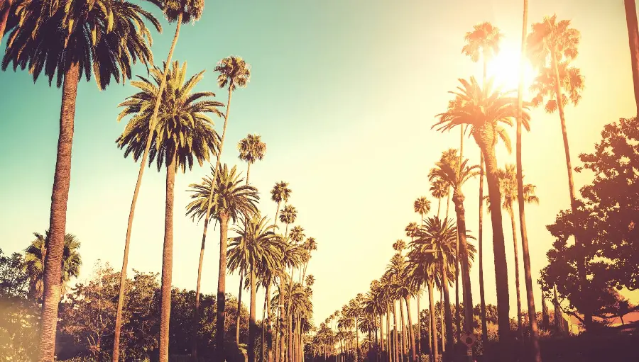 Beautiful landscape photo of various palm trees at sunrise in Los Angeles