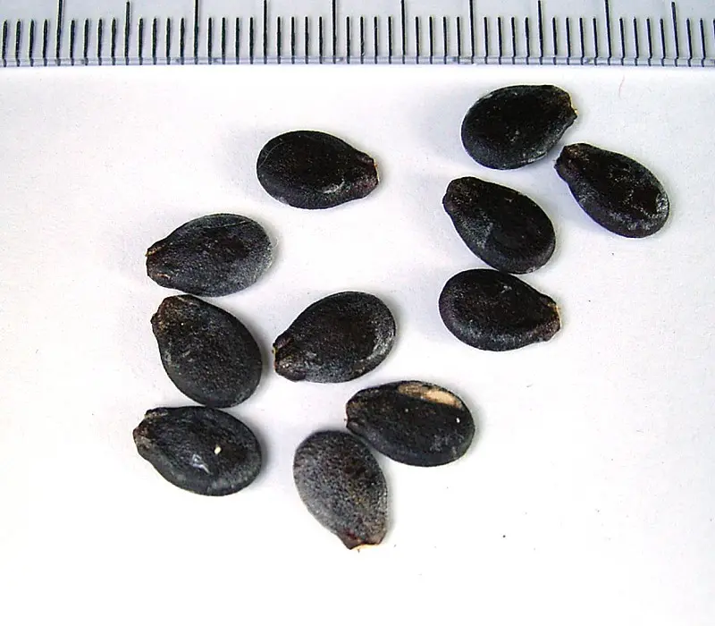 Amazing picture of watermelon seeds in very good quality