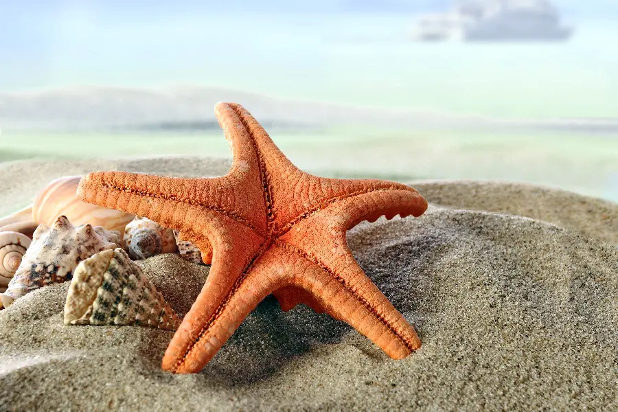 The Most Famous Starfish Laptop Background for Girls and Boys