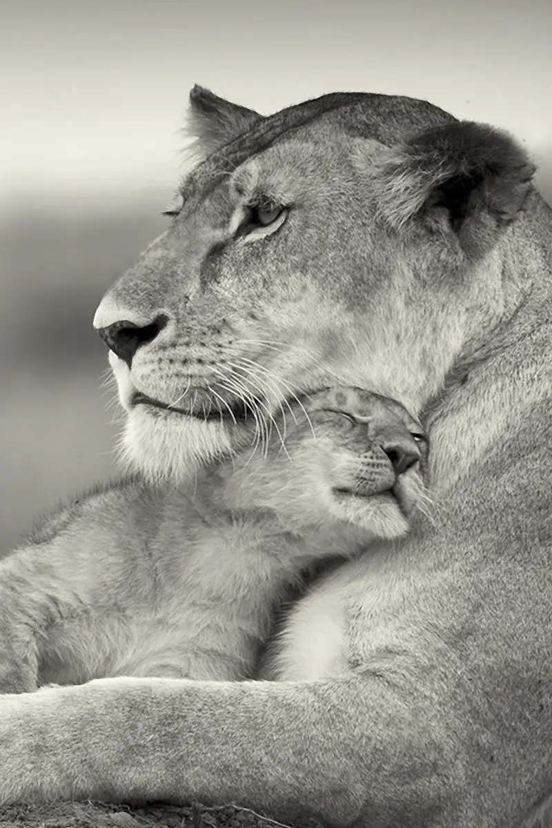 Download the most beautiful photo of a female lion and a baby in HD quality