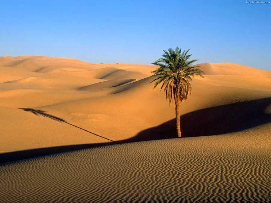 The most famous background of a single palm tree in the hot desert with dream quality