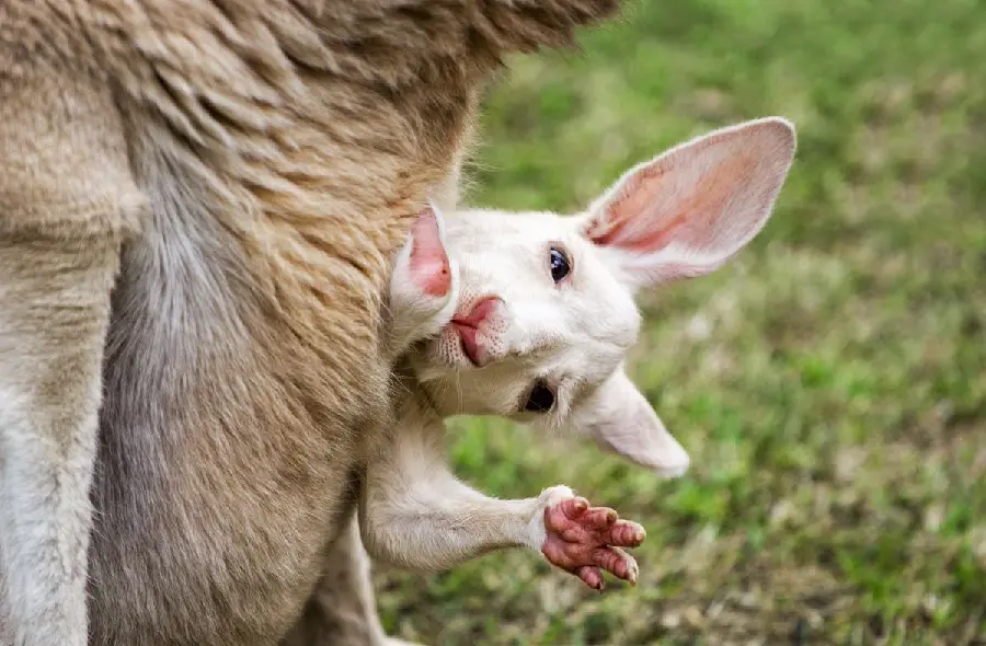 Download an incredibly beautiful photo of a baby kangaroo in excellent quality 