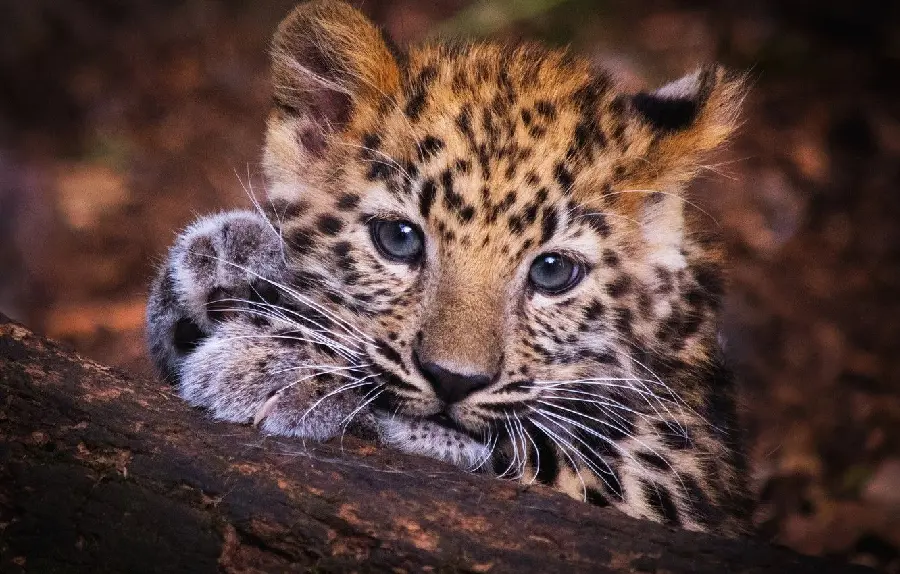 The highest quality profile picture of a cute leopard cub with gray eyes