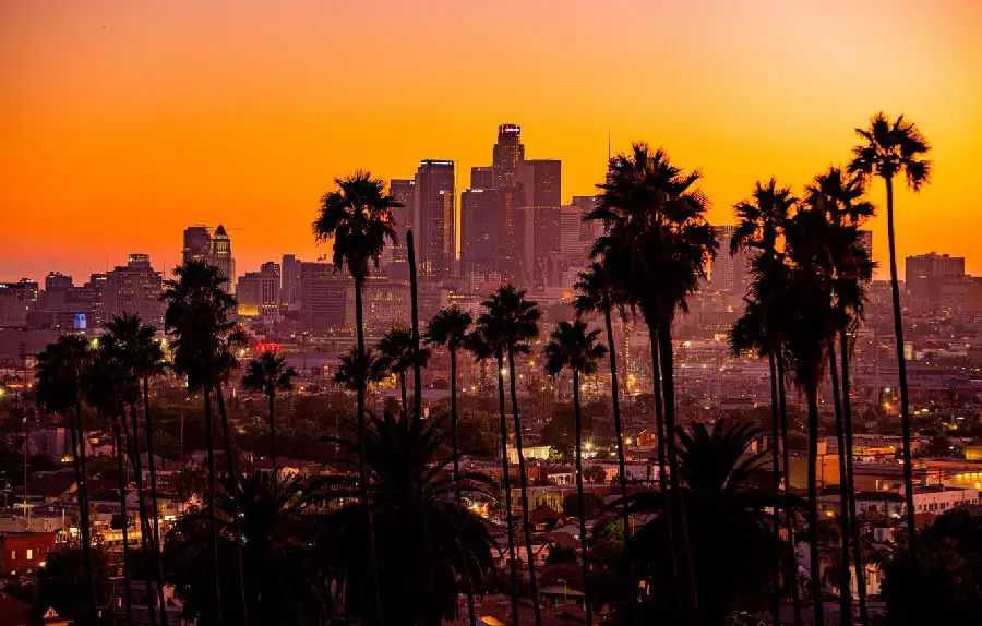 Layered photo of foxtail palm trees in Los Angeles, the largest city in California, at sunset