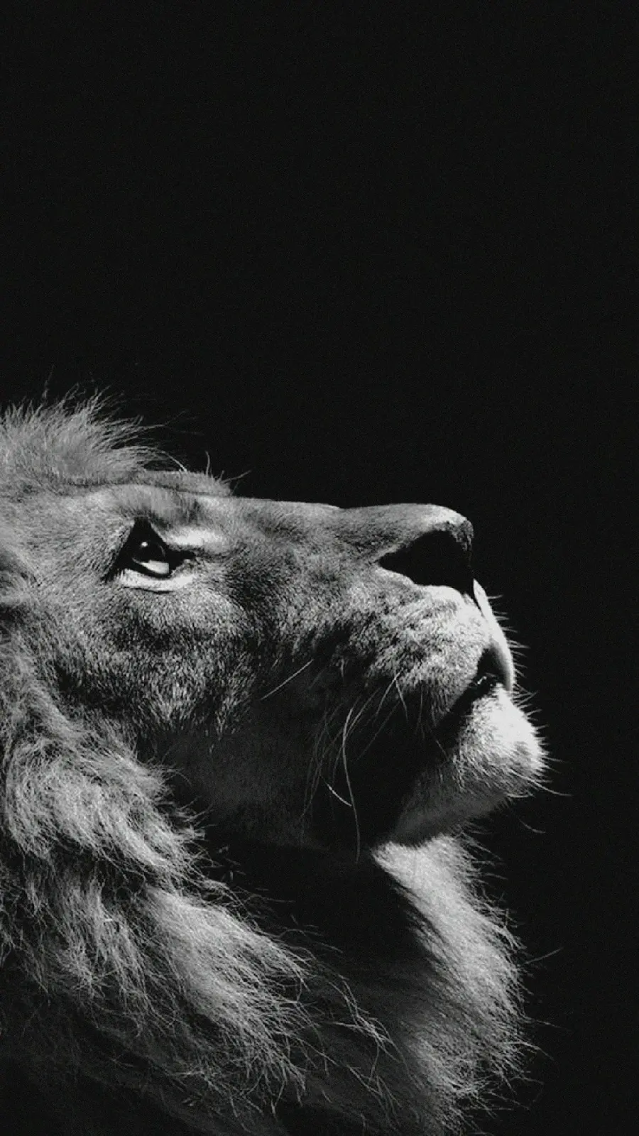 Black and white photo of a lion boy in close-up for iPhone background
