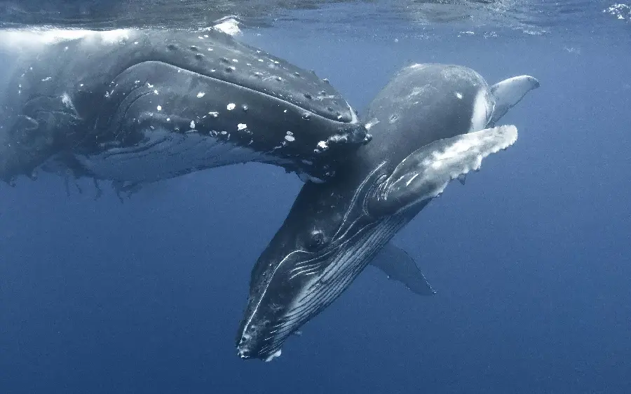 A very attractive photo of a large whale in the water with very good quality 