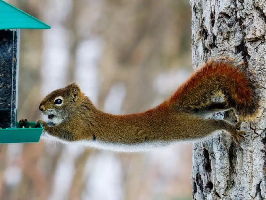 High quality pure captured photo of beautiful squirrel