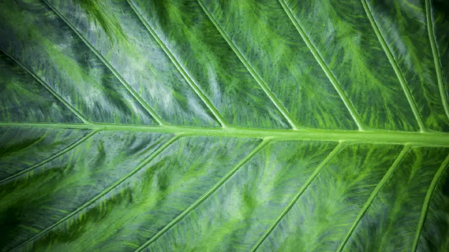 Amazing and beautiful wallpaper of flower leaves with high quality 