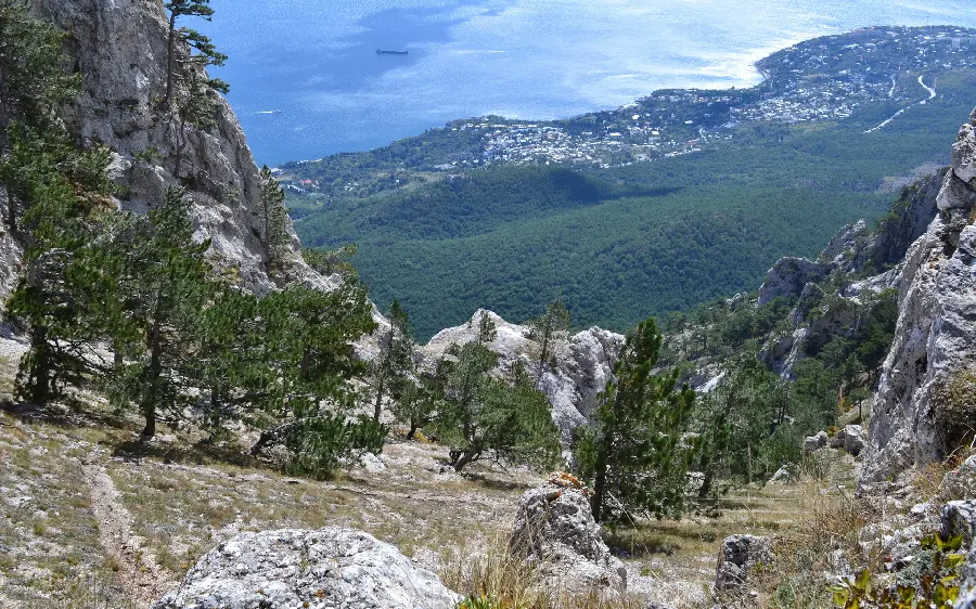 Beautiful wallpaper of a mountain full of tall plane trees