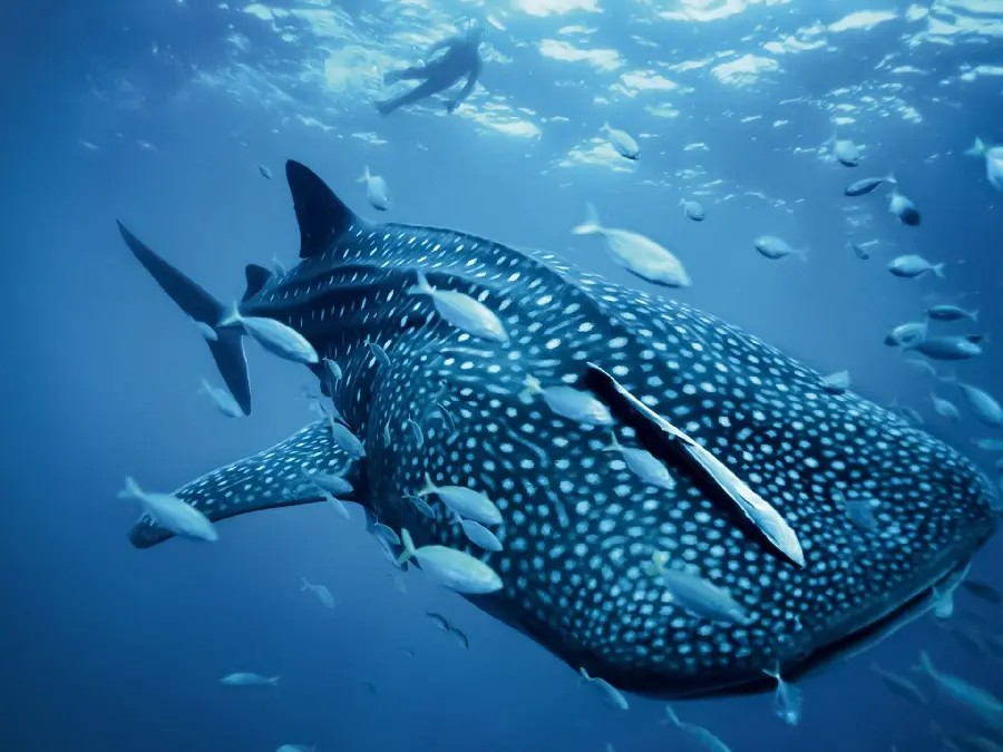 Incredibly beautiful image of a large, spotted whale