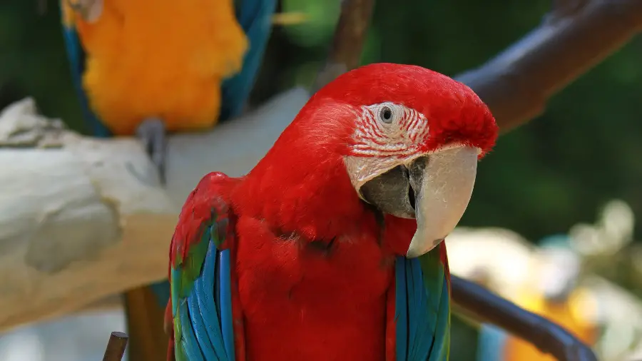 A very beautiful and beautiful photo of a red parrot 