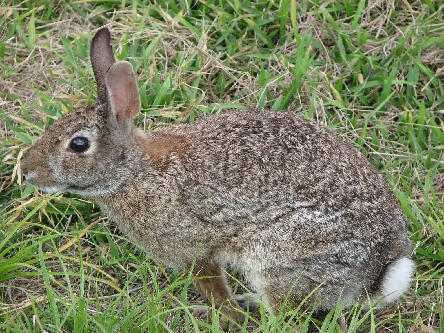 A picture of a rabbit Cute wild rabbit for wallpaper in the grass 