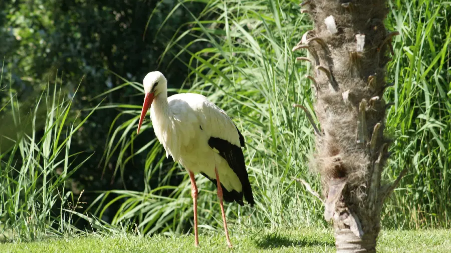 Download a beautiful image of a beautiful and spectacular bird with high quality 