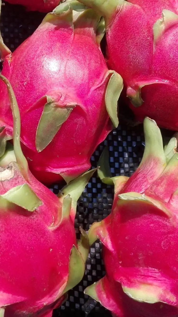 Close-up photo of a cool red dragon fruit as a phone background