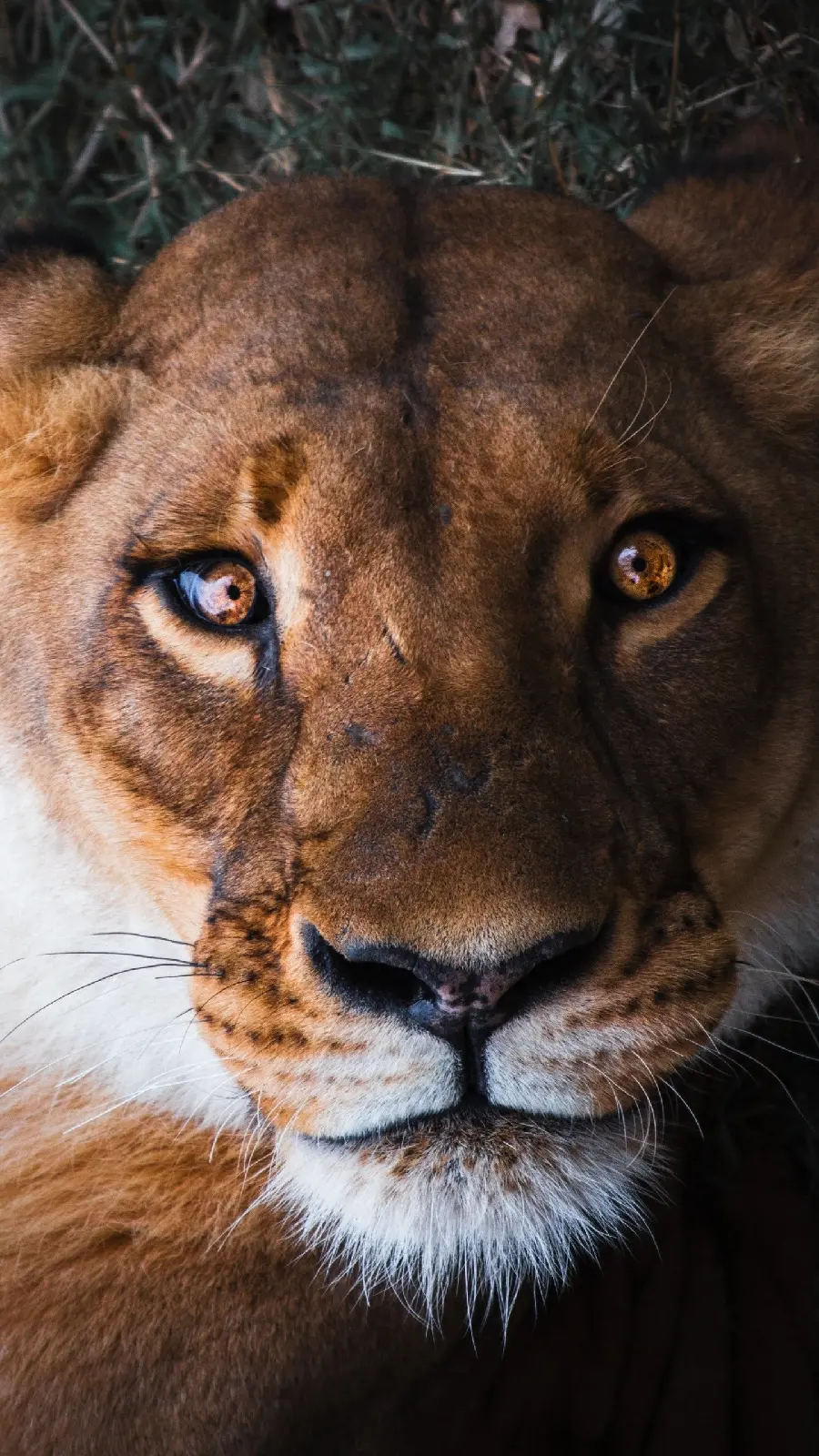 New profile picture for girls with a beautiful and strong female lion design