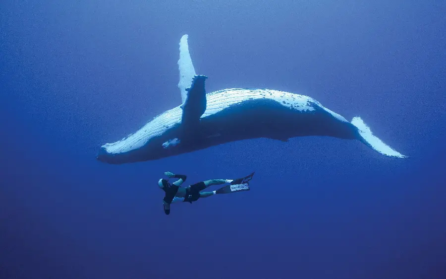  Amazing wallpaper of a large whale with excellent quality 