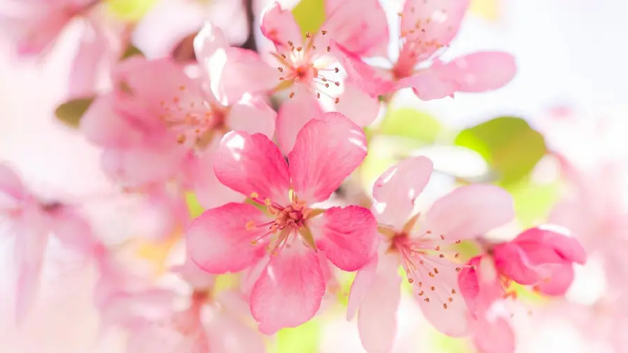 Beautiful and spectacular photo of pink apple blossoms for highlight 