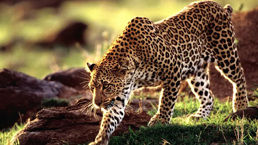 Download a full-length photo of a dangerous leopard in nature for your story