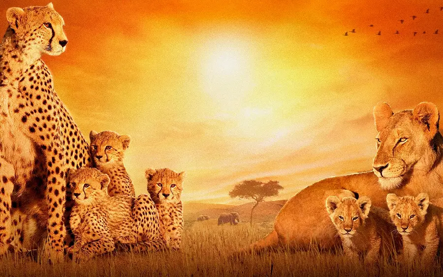 Stock Photo of African Cat Family Pop Art in TV Documentaries
