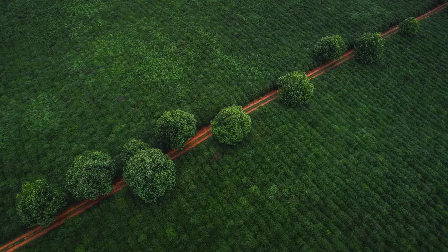Attractive background of a dirt road in the heart Forest in excellent quality 