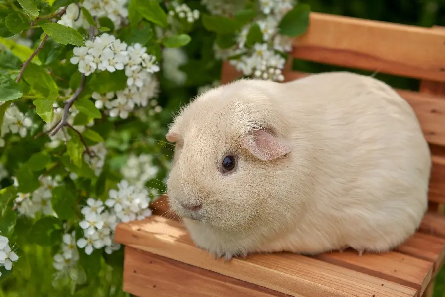  Download very beautiful and interesting photo of guinea pigs with white fur 