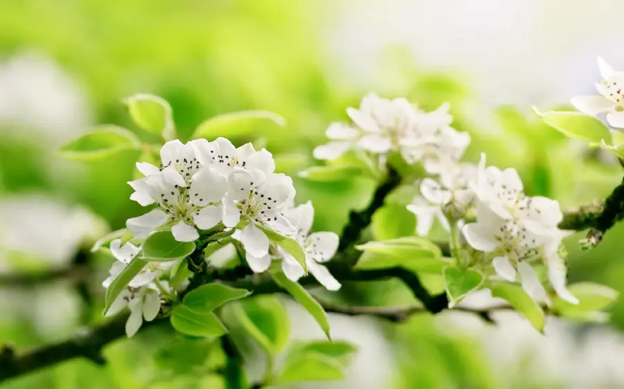 Download a beautiful poster for printing of spring apple blossoms