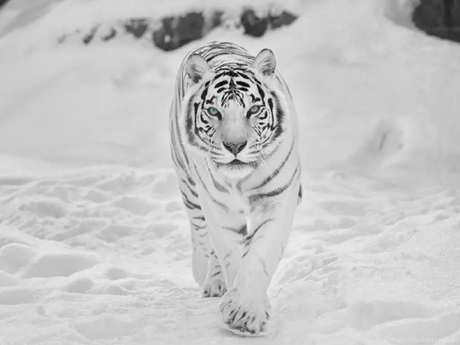 Wild predator animal background with sky eyes in snowy ground