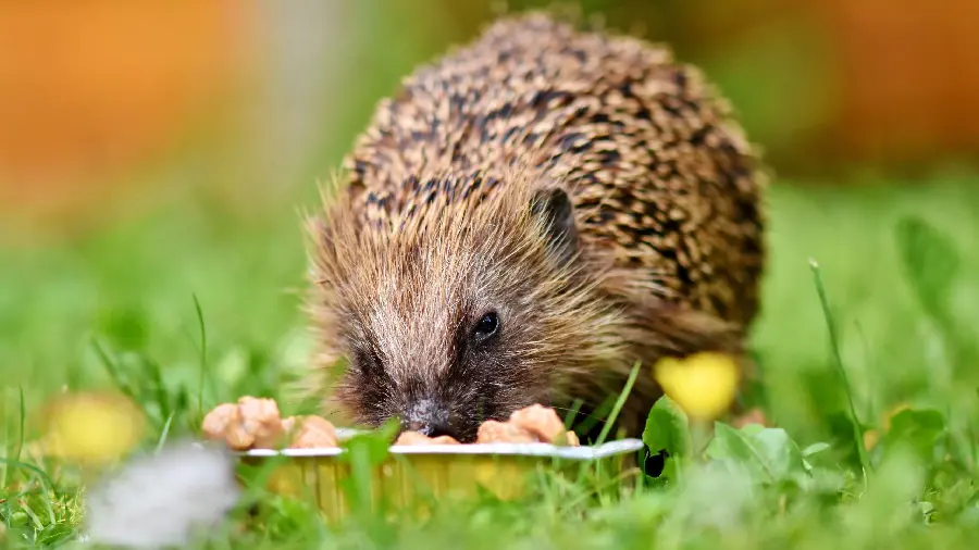 Photo of a brown hedgehog eating in a lush nature