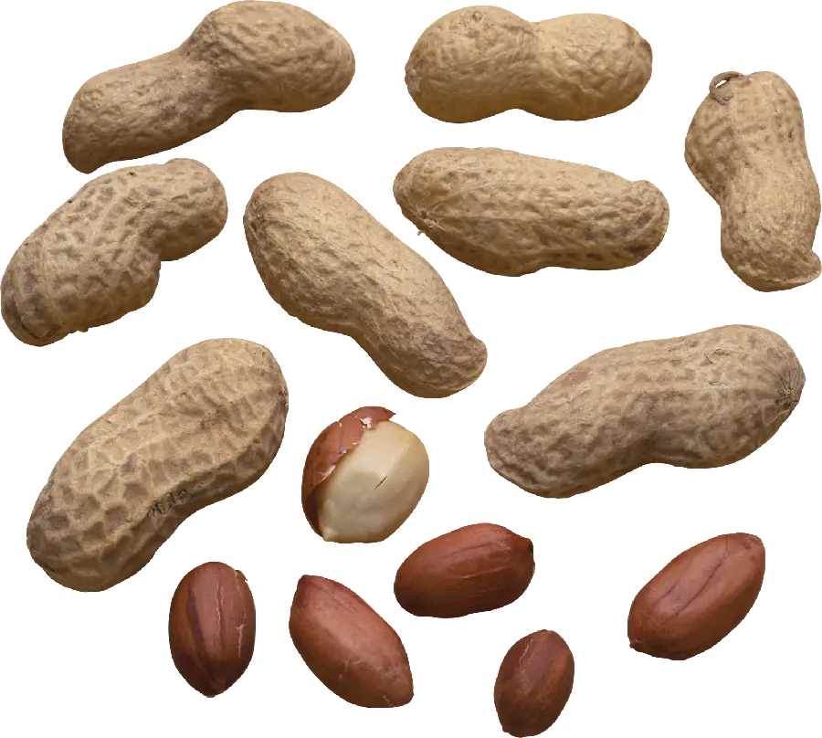 Peanuts Layered File with Skin and Pod 2023