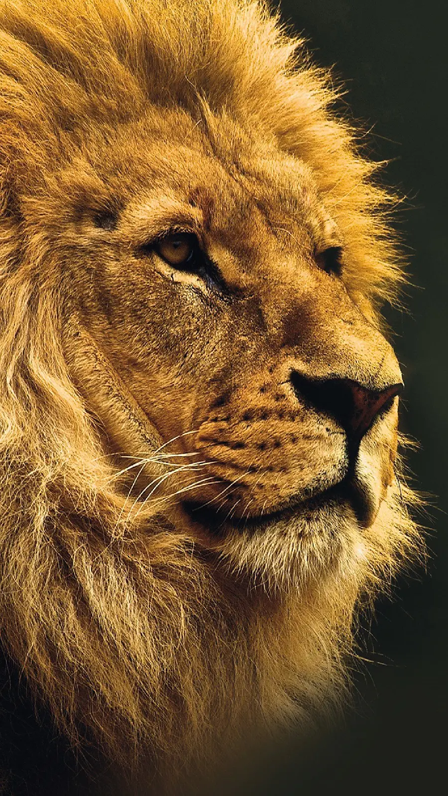Cool and attractive boyish wallpaper of a brave lion for the background of the iPhone 15