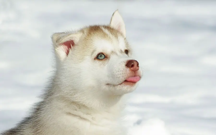  Unique background of white husky puppies Gogoli and Nanaz with blue eyes 