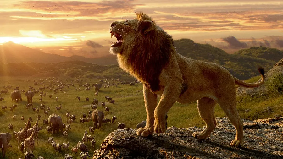 The most beautiful image of a lion in a sunset view for the background