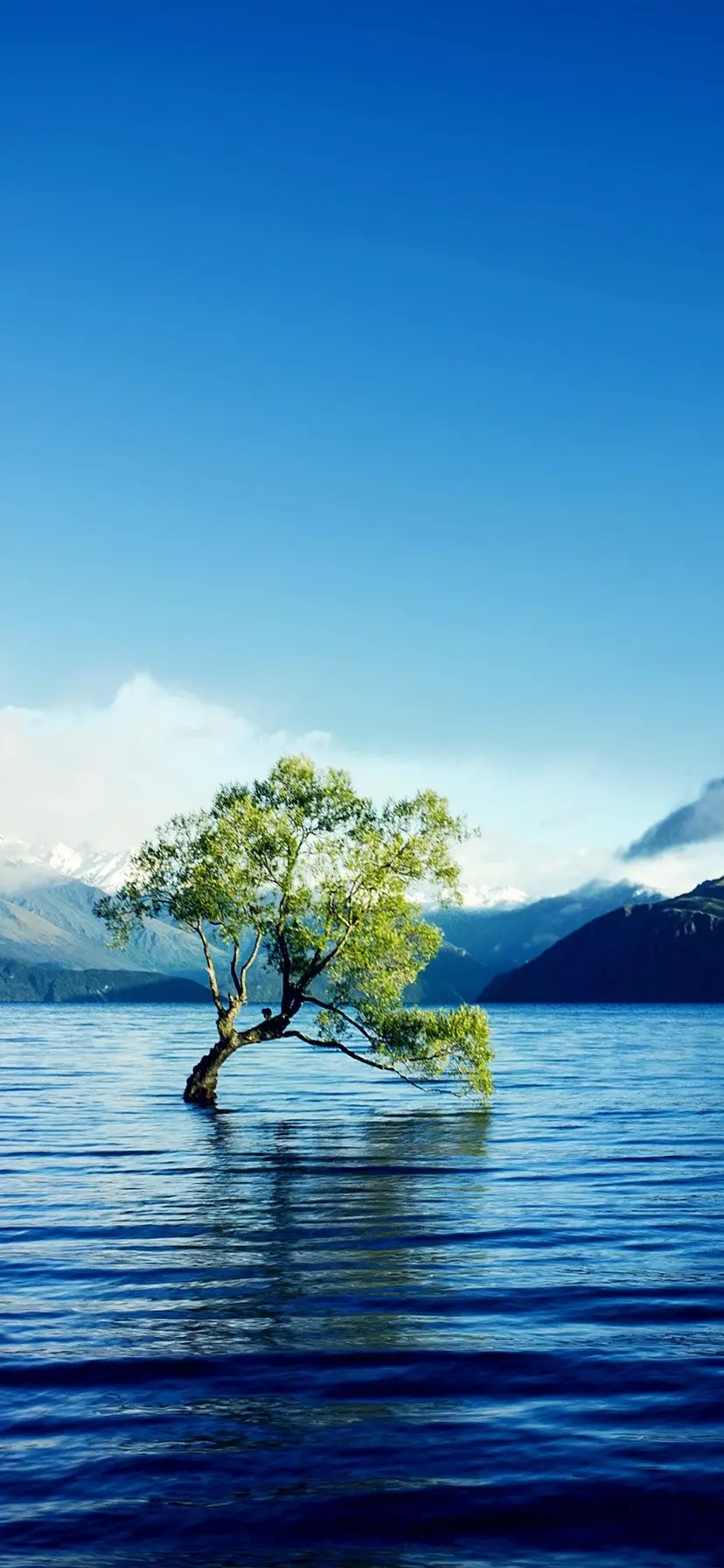  Beautiful image of a lonely tree in the middle of water suitable for phone background 