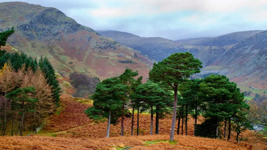 The most special nature wallpaper for computers and laptops 