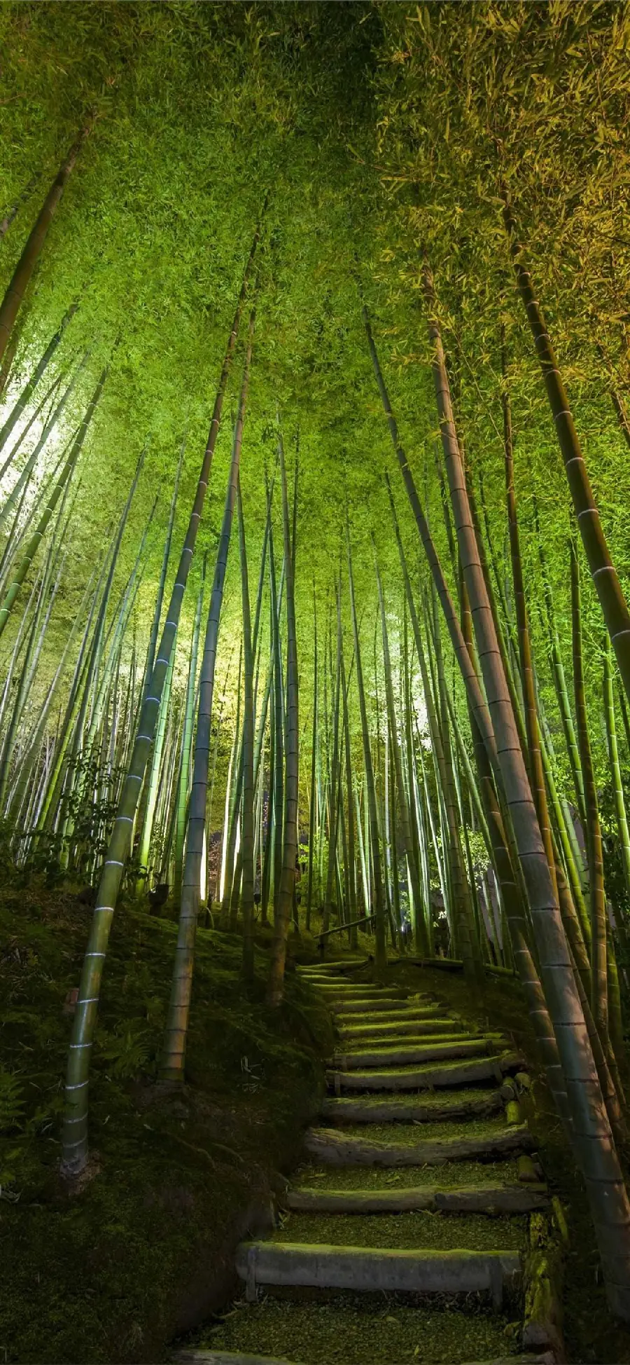 Full HD photo of a dark bamboo forest