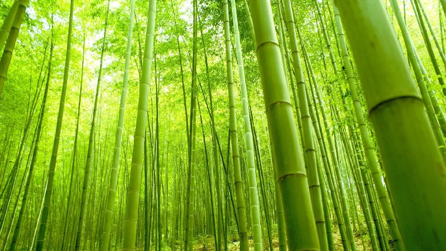 Full HD wallpaper of tall bamboo trees from below 
